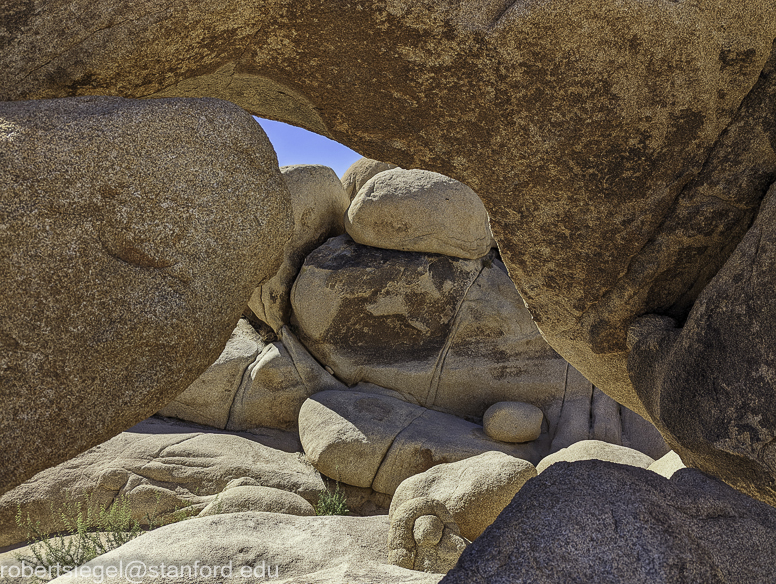 Desert Biogeography of Joshua Tree National Park